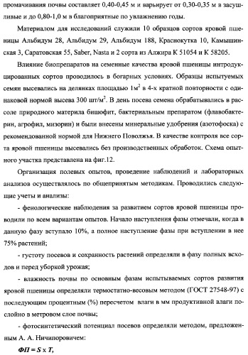 Способ возделывания яровой пшеницы предпочтительно в зоне светло-каштановых почв нижнего поволжья (варианты) (патент 2348137)