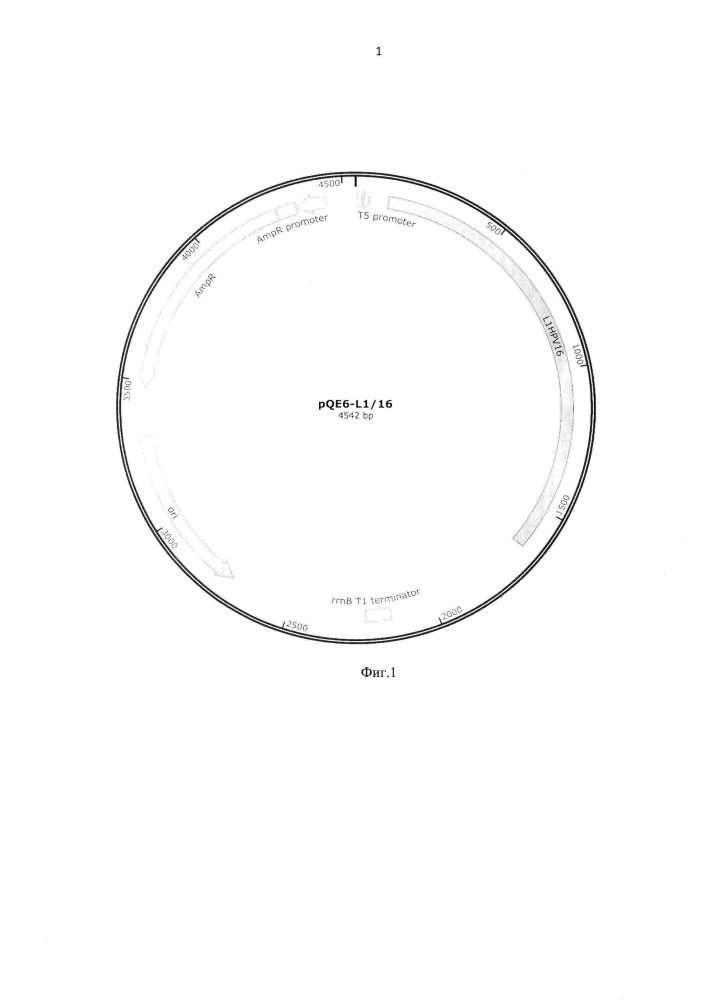 Рекомбинантный ген l1hpv16, рекомбинантная плазмида pqe-l1/16, белок l1hpv16 и их применение (патент 2628693)