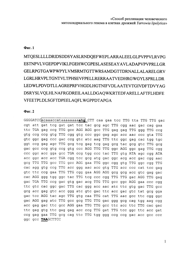 Способ репликации человеческого митохондриального генома в клетках дрожжей yarrowia lipolytica (патент 2660715)