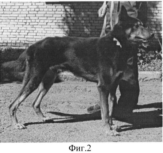 Способ тенотомии для устранения эквинусной постановки стопы у собак (патент 2504338)