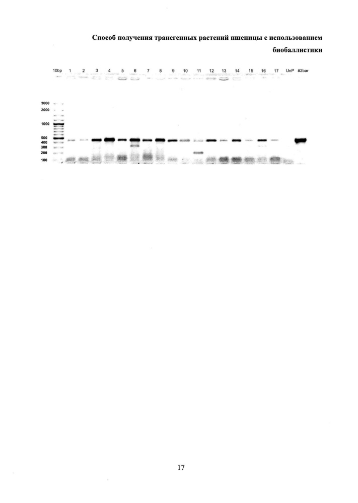 Способ получения трансгенных растений пшеницы с использованием биобаллистики (патент 2646108)