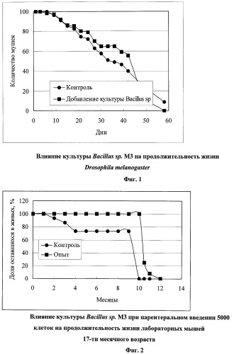 Штамм бактерий bacillus sp., обладающий иммуномодулирующей и геропротекторной активностью (патент 2413760)