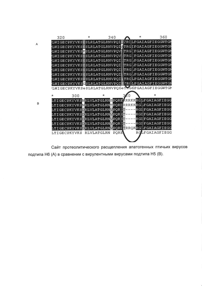 Реассортантный штамм вируса гриппа а/17/серебристая чайка/сарма/06/887 (h6n1) для производства живой гриппозной вакцины (патент 2606026)