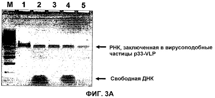 Композиции, содержащие cpg-олигонуклеотиды и вирусоподобные частицы, для применения в качестве адъювантов (патент 2322257)