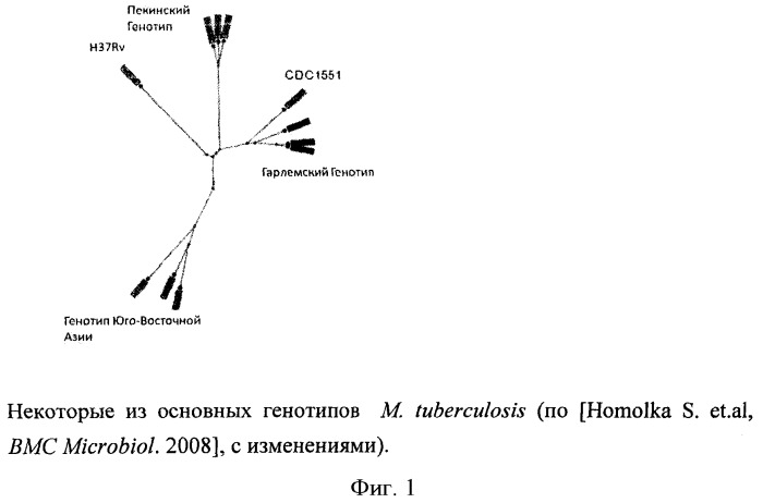 Способ генотипирования штаммов mycobacterium tuberculosis (патент 2547598)