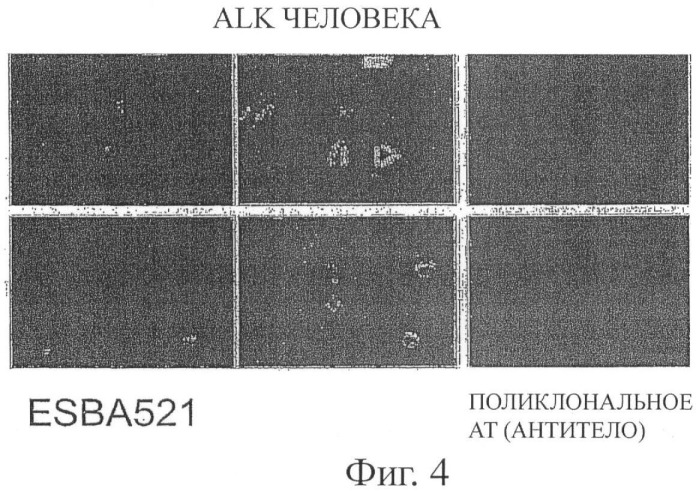 Антитела, связывающиеся с внеклеточным доменом тирозинкиназного рецептора (alk) (патент 2460540)