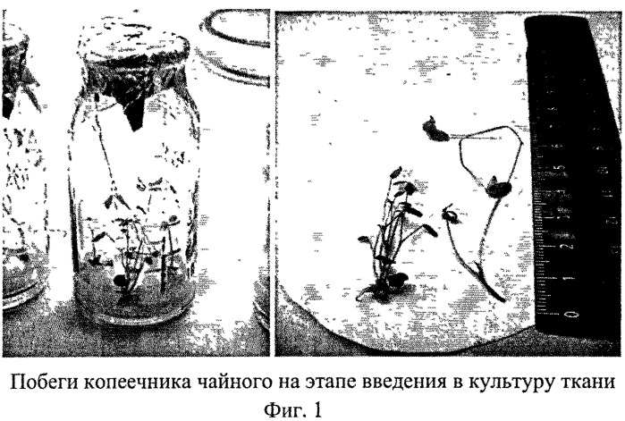 Способ размножения копеечника чайного (hedysarum theinum krasnob.) (патент 2547593)