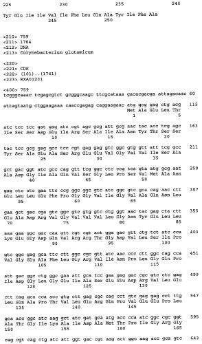 Гены corynebacterium glutamicum, кодирующие белки, участвующие в метаболизме углерода и продуцировании энергии (патент 2321634)