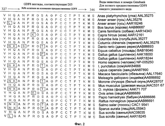 Выделенный пептид, обладающий специфической связывающей анти-gdf-8 антитело активностью, выделенная молекула нуклеиновой кислоты, вектор экспрессии, клетка-хозяин, способ получения пептида, вакцинная композиция и способ вызывания иммунного ответа анти-gdf-8, способ скрининга для отбора анти-gdf-8 антитела и способ понижающего регулирования активности gdf-8 у животного (патент 2422460)