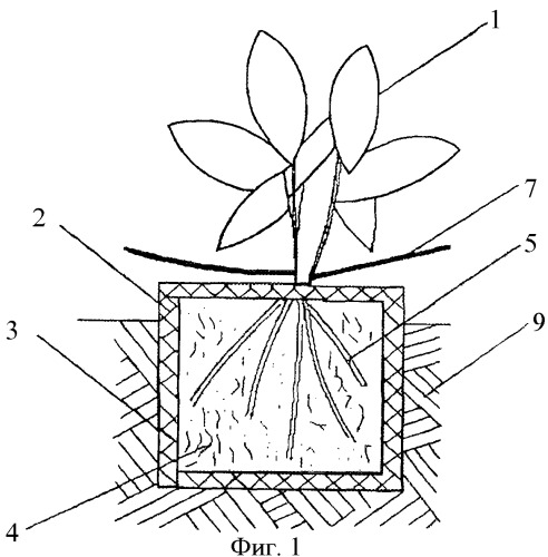 Способ сбора и посадки рассады растений и устройство для его осуществления (патент 2369084)