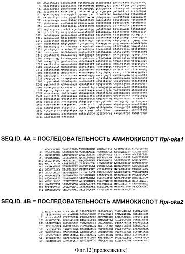 Гены и способы обеспечения устойчивости к фитофторозу пасленовых (патент 2511423)