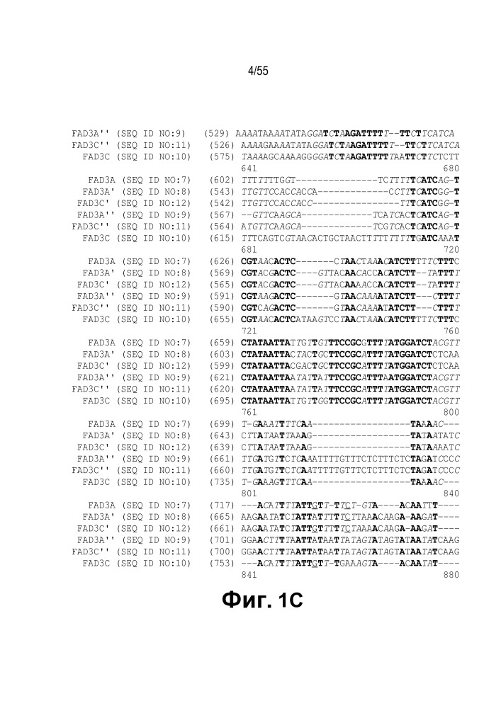 Локусы fad3 для выполнения операций и соответствующие связывающиеся со специфическими сайтами-мишенями белки, способные к вызову направленных разрывов (патент 2665811)