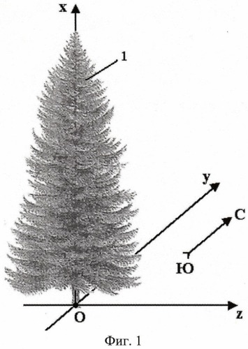Способ испытания деревьев ели (патент 2411717)