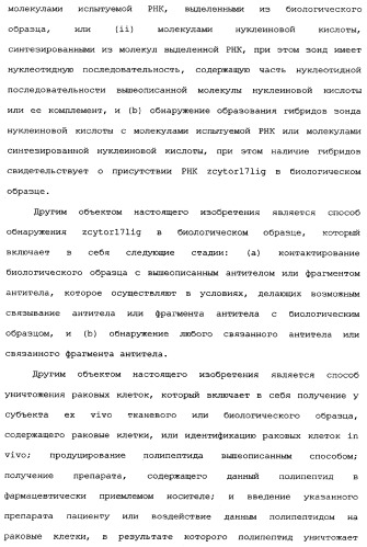 Новый лиганд рецептора цитокина zcytor17 (патент 2360923)