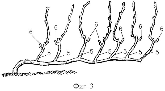 Способ создания саженцев, посадки и формирования виноградных кустов для механизированной укрывки (патент 2574668)