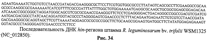 Способ идентификации и дифференциации прокариотических организмов (патент 2486251)