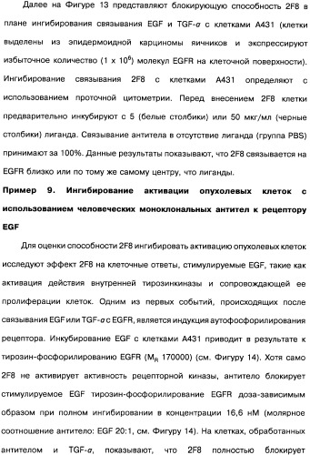 Человеческие моноклональные антитела к рецептору эпидермального фактора роста (egfr), способ их получения и их использование, гибридома, трансфектома, трансгенное животное, экспрессионный вектор (патент 2335507)