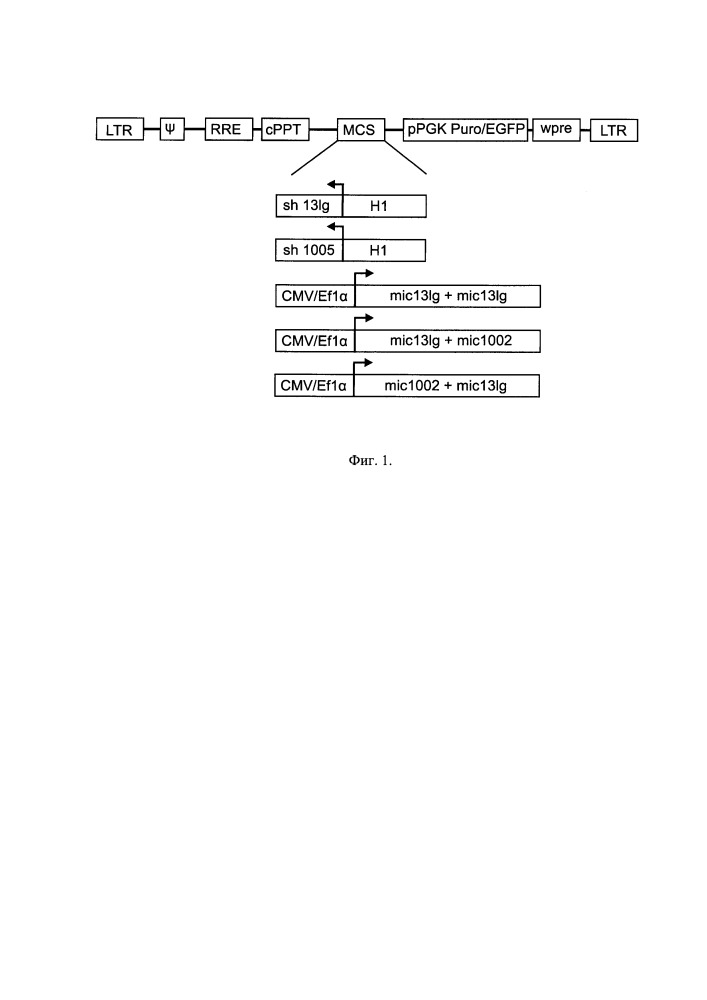 Генетические конструкции и их смеси для антивич терапии (патент 2666991)