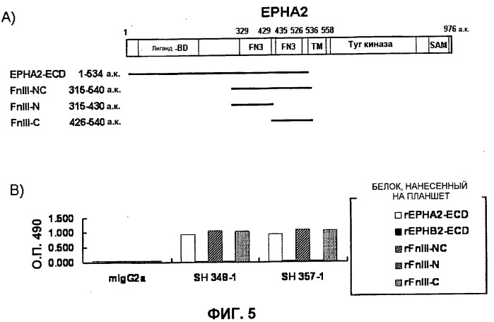 Антитело к epha2 (патент 2525133)