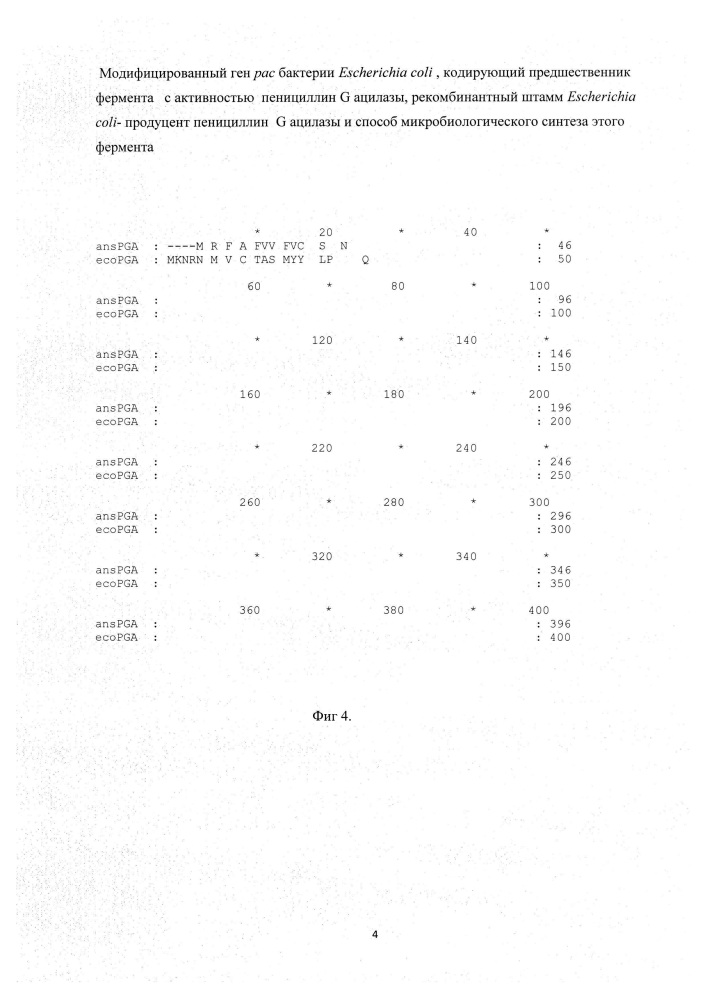 Модифицированный ген рас бактерий escherichia coli, кодирующий предшественник фермента с активностью пенициллин g ацилазы, рекомбинантный штамм escherichia coli - продуцент пенициллин g ацилазы и способ микробиологического синтеза этого фермента (патент 2624022)