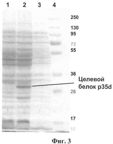 Рекомбинантная плазмидная днк pqe-p35d, обеспечивающая синтез рекомбинантного белка p35d вируса оспы коров, штамм бактерий escherichia coli - продуцент рекомбинантного белка p35d вируса оспы коров и рекомбинантный белок p35d вируса оспы коров, используемый для создания тест-систем и конструирования субъединичных вакцин против ортопоксвирусных инфекций (патент 2511037)