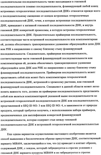 Вариант кукурузы mir604 (патент 2351122)