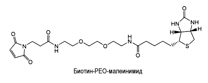 Конъюгаты меченных радиоактивным цирконием сконструированных антител с цистеиновыми заменами (патент 2562862)