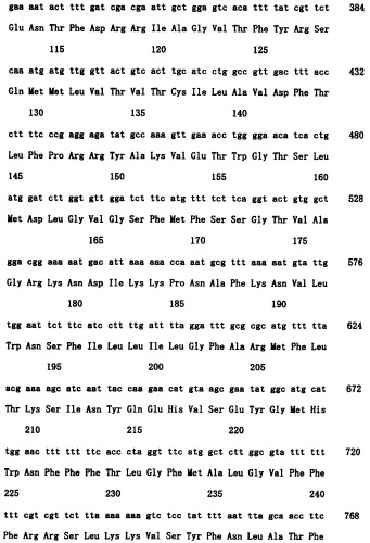 Ген синтеза клеточной стенки грибков (патент 2286387)