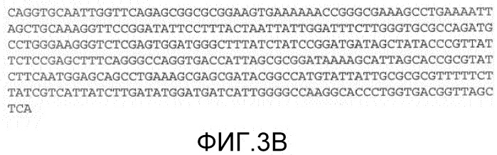 Антитела против mst1r и их применение (патент 2534890)