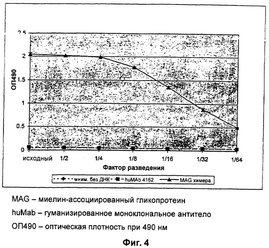 Антитела против миелин-ассоциированного гликопротеина (mag) (патент 2303461)
