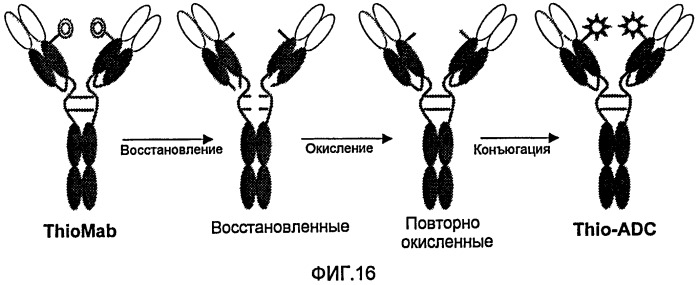 Антитела и иммуноконъюгаты и их применение (патент 2483080)