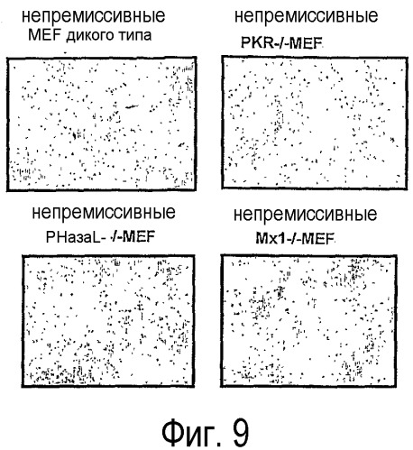 Применение вируса миксомы для терапевтического лечения рака и хронической вирусной инфекции (патент 2362584)