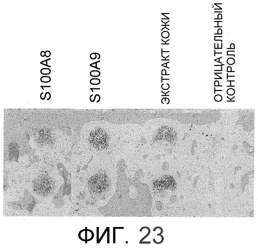 Способ сбора функциональных клеток in vivo с высокой эффективностью (патент 2571230)