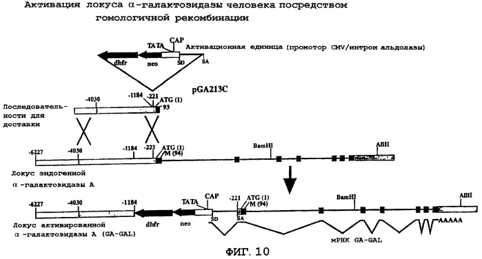 Лечение -галактозидазной а недостаточности (патент 2248213)