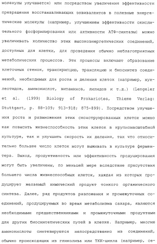 Гены corynebacterium glutamicum, кодирующие белки, участвующие в метаболизме углерода и продуцировании энергии (патент 2310686)