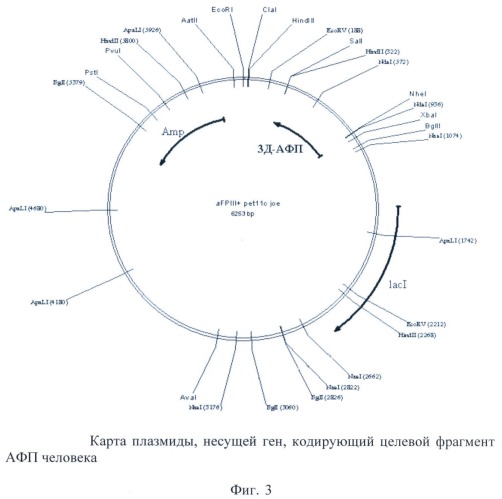 Штамм escherichia coli bl21(de3)/pafp11d3 - продуцент фрагмента с 404 по 609 аминокислоту альфа-фетопротеина человека (патент 2422512)