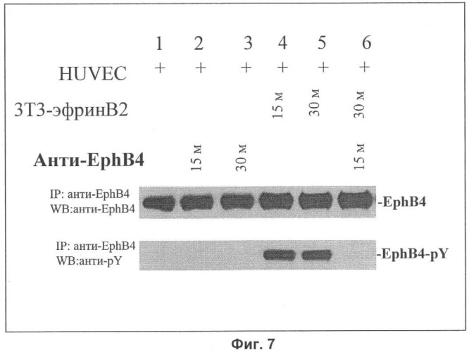 Антитела против ephb4 и способы их применения (патент 2450020)
