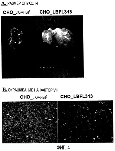 Семейство генов (lbfl313), ассоциированных с злокачественным ростом поджелудочной железы (патент 2432399)