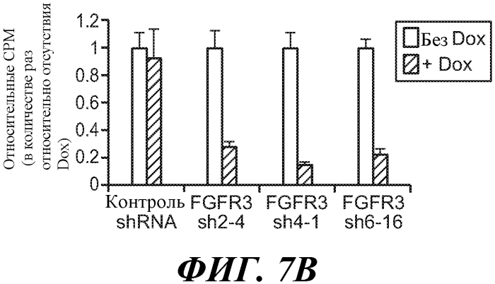 Антитела против fgfr3 и способы их применения (патент 2568066)