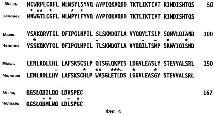 Полипептид ожирения (ов)(варианты), его аналог (варианты) и слитый белок (варианты), изолированная молекула нуклеиновой кислоты, молекула днк, рекомбинантный вектор клонирования, рекомбинантный вектор экспрессии, фармацевтическая композиция, моноклональное и поликлональное антитело (патент 2273645)