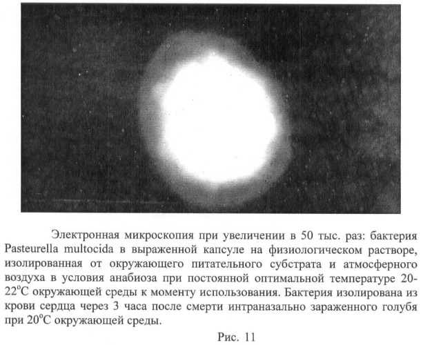 Способ стандартизации контрольно-производственного штамма бактерий pasteurella multocida (патент 2445367)