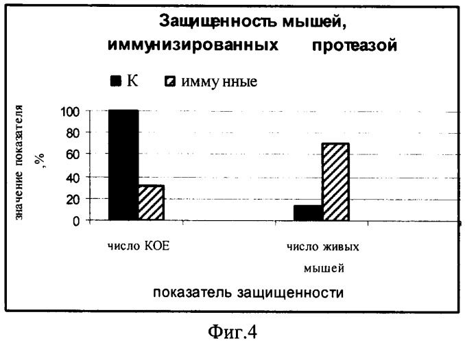 Нуклеиновая кислота, кодирующая функционально активную рекомбинантную iga1 протеазу neisseria meningitidis серогруппы b, рекомбинантная плазмидная днк, содержащая нуклеотидную последовательность, кодирующую активную iga1 протеазу, штамм-продуцент, содержащий плазмидную днк, продуцирующий зрелую форму iga1 протеазы, рекомбинантная ig протеаза neisseria meningitidis серогруппы в, способ получения зрелой формы iga1 протеазы, обладающей иммуногенными и протективными свойствами (патент 2453599)