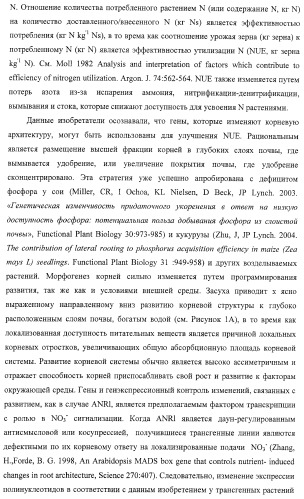 Изолированные полипептиды, кодирующие их полинуклеотиды, экспрессирующие их трансгенные растения и способы их использования (патент 2425151)