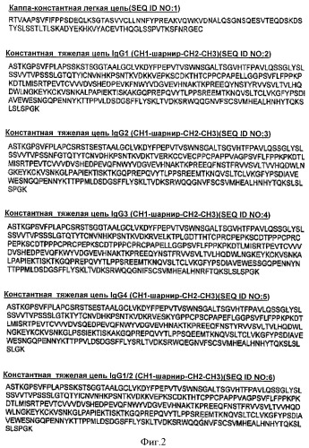 Варианты fc с измененным связыванием c fcrn (патент 2529951)