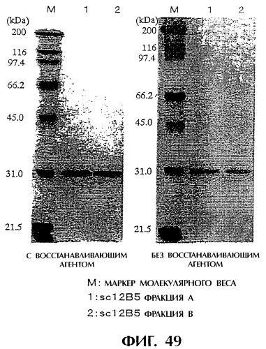 Днк, кодирующая модифицированное антитело или соединение с активностью агониста тро, способ их получения и животная клетка или микроорганизм, их продуцирующие (патент 2422528)