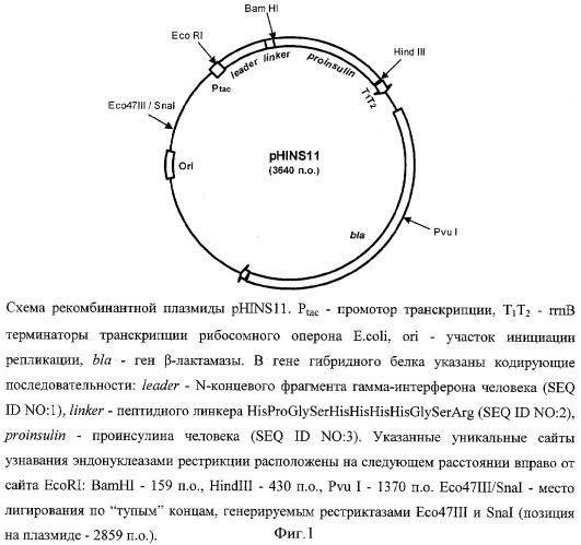 Рекомбинантная плазмидная днк phins11, кодирующая гибридный белок-предшественник инсулина человека, клетка escherichia coli, трансформированная рекомбинантной плазмидной днк phins11, штамм бактерий escherichia coli jm109/phins11 - продуцент гибридного белка-предшественника инсулина человека и способ получения инсулина человека (патент 2354702)