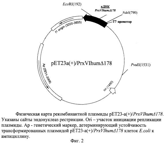 Рекомбинантная плазмидная днк pet23-a(+)prxvihum178, кодирующая n-концевой фрагмент пероксиредоксина vi человека, и штамм e.coli bl21/de3/pet23-a(+)/prxvihum178 - продуцент n-концевого фрагмента пероксиредоксина vi человека (патент 2250262)