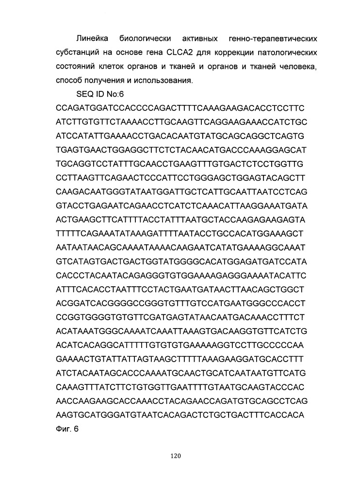 Линейка биологически активных генно-терапевтических субстанций на основе гена clca2 для коррекции патологических состояний клеток органов и тканей и органов и тканей человека, способ получения и использования (патент 2652318)