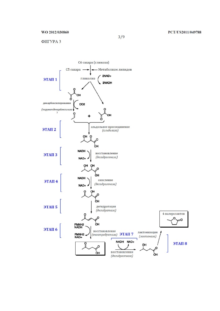 Ферментативный путь для получения левулиновой кислоты, левулинатных сложных эфиров, валеролактона и их производных (патент 2634120)