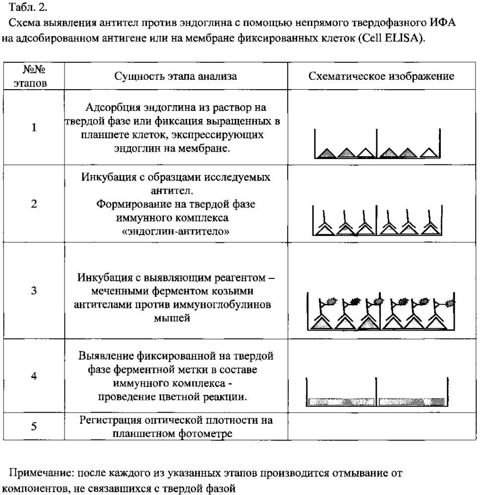 Штамм гибридных культивируемых клеток животных mus musculus l. en-4e4 - продуцент моноклональных антител против эндоглина (cd105) человека (патент 2604192)